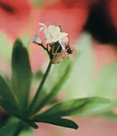 The leaves and flowers of woodruff produce a sweet, vanilla-flavored infusion